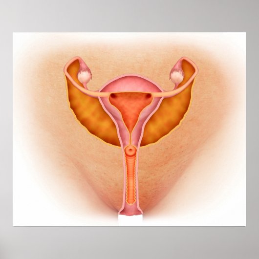女性生殖器の医学的イラストレーション1 ポスター (正面)