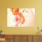 女性生殖器の医学的イラストレーション2 キャンバスプリント (インサイチュ (リビング))