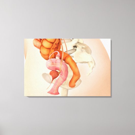 女性生殖器の医学的イラストレーション2 キャンバスプリント (正面)