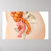 女性生殖器の医学的イラストレーション2 ポスター (正面)
