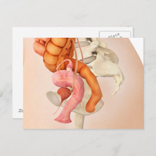 女性生殖器の医学的イラストレーション2 ポストカード (正面/裏面)