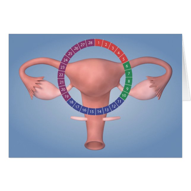 女性生殖器の概念像4 (正面横)