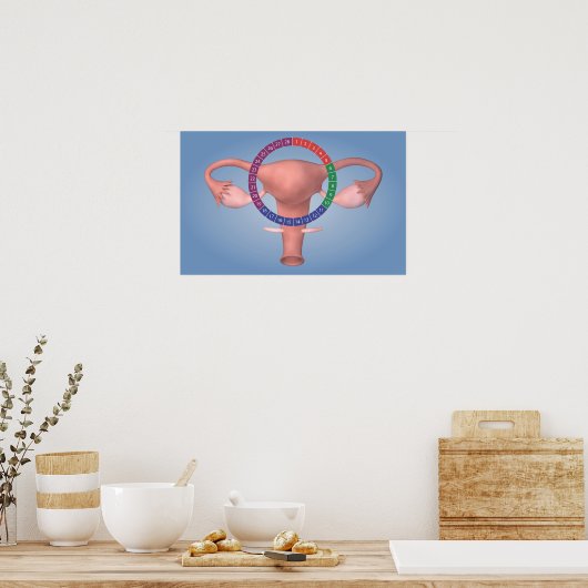 女性生殖器の概念像4 ポスター (キッチン)