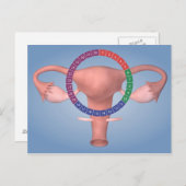女性生殖器の概念像4 ポストカード (正面/裏面)