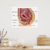 女性生殖器系ポスター ポスター (キッチン)