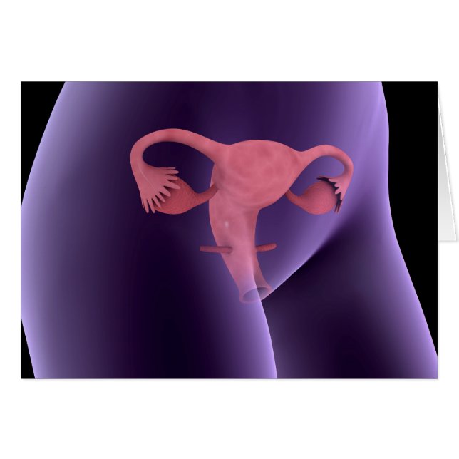 女性生殖器、X線ビュー2 (正面横)