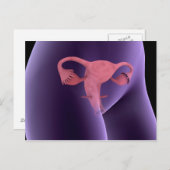 女性生殖器、X線ビュー2 ポストカード (正面/裏面)