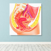 女性生殖系の解剖学1 キャンバスプリント (インサイチュ (ウッドフロア))