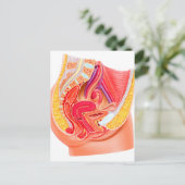 女性生殖系の解剖学1 ポストカード (スタンド正面)