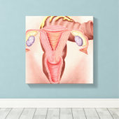 女性生殖系の解剖学2 キャンバスプリント (インサイチュ (ウッドフロア))