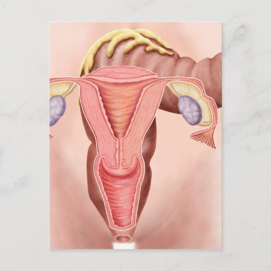 女性生殖系の解剖学2 ポストカード (正面)