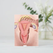 女性生殖系の解剖学2 ポストカード (スタンド正面)
