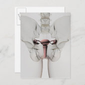 女性生殖系の3次元像 ポストカード (正面/裏面)