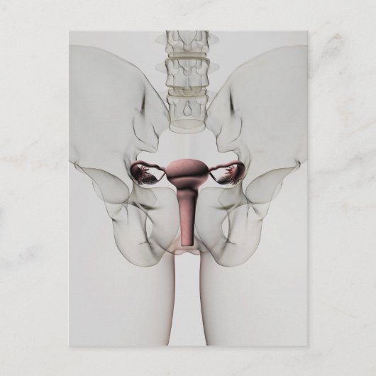 女性生殖系の3次元像 ポストカード (正面)