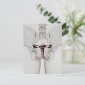 女性生殖系の3次元像 ポストカード (スタンド正面)