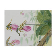 女性用スリッパはがき