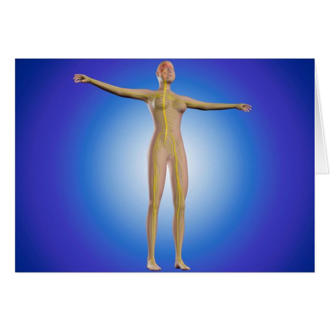 女性神経系の概念像 (正面横)