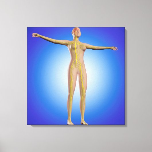 女性神経系の概念像 キャンバスプリント (正面)