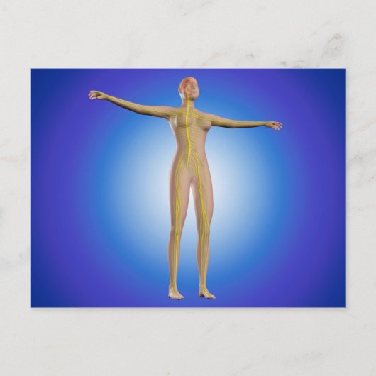 女性神経系の概念像 ポストカード (正面)