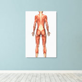 女性筋系、背面図 キャンバスプリント (インサイチュ (ウッドフロア))