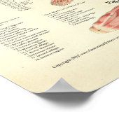 女性解剖学ポスターの筋肉と内臓 ポスター (角)