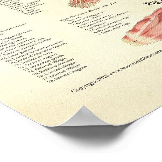 女性解剖学ポスターの筋肉と内臓 ポスター (角)