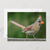 女性(鳥)ショウジョウコウカンチョウはがき ポストカード (正面/裏面)