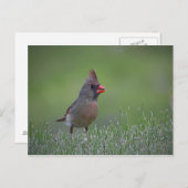 女性（鳥）ショウジョウコウカンチョウはがき ポストカード (正面/裏面)