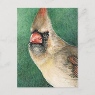 女性（鳥）ショウジョウコウカンチョウ絵葉書 ポストカード
