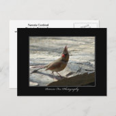 女性(鳥)ショウジョウコウカンチョウ – はがき (正面/裏面)