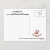 女性(鳥)ショウジョウコウカンチョウ – はがき (裏面)