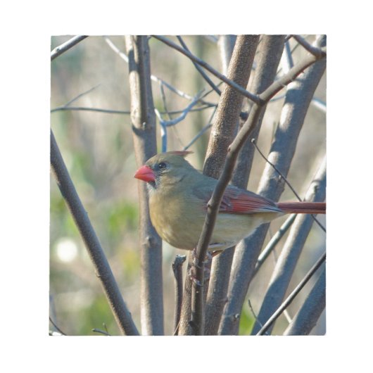 女性（鳥）ショウジョウコウカンチョウ ノートパッド (正面)