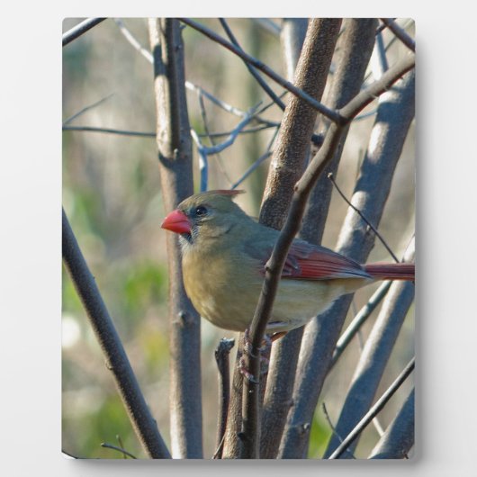女性（鳥）ショウジョウコウカンチョウ フォトプラーク (正面)