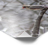 女性（鳥）ショウジョウコウカンチョウ フォトプリント            (角)