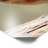 女性（鳥）ショウジョウコウカンチョウ フォトプリント            (角)