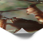 女性（鳥）ショウジョウコウカンチョウ ポスター (角)