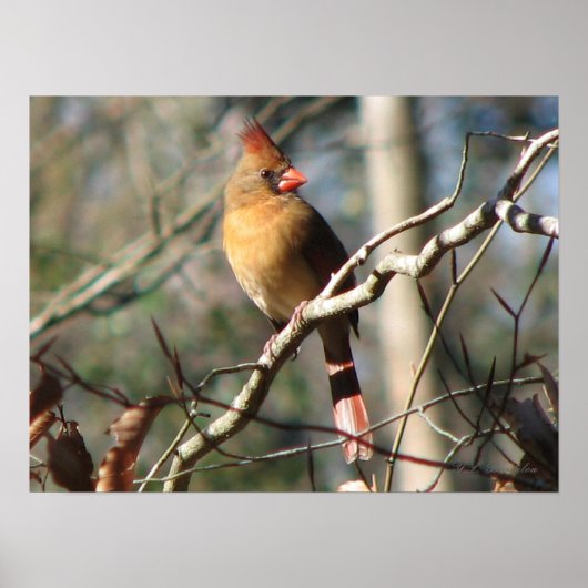 女性（鳥）ショウジョウコウカンチョウ ポスター (正面)