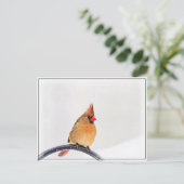 女性（鳥）ショウジョウコウカンチョウ ポストカード (スタンド正面)