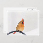 女性（鳥）ショウジョウコウカンチョウ ポストカード (正面/裏面)