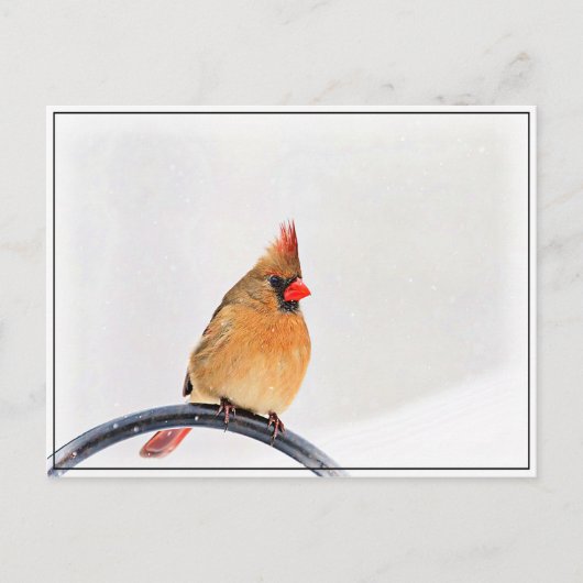 女性（鳥）ショウジョウコウカンチョウ ポストカード (正面)