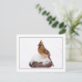 女性（鳥）ショウジョウコウカンチョウ ポストカード (スタンド正面)