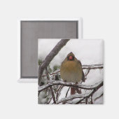 女性（鳥）ショウジョウコウカンチョウ マグネット (正面/裏面)
