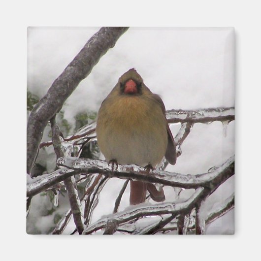 女性（鳥）ショウジョウコウカンチョウ マグネット (正面)