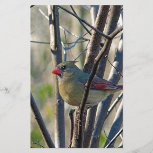 女性(鳥)ショウジョウコウカンチョウ 便箋 (正面)