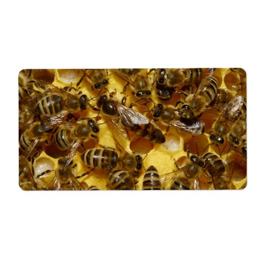 女王が入った巣箱の蜂蜜ミツバチ ラベル (正面)