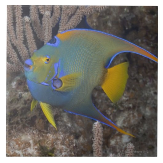女王のAngelfish (Holacanthusのciliaris)の水泳 タイル (正面)