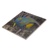 女王のAngelfish (Holacanthusのciliaris)の水泳 タイル (側面)