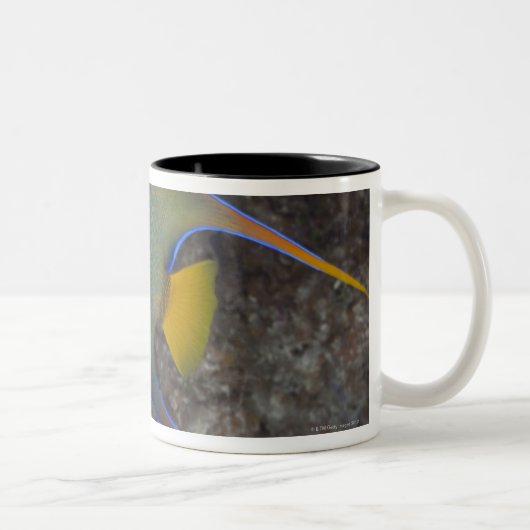女王のAngelfish (Holacanthusのciliaris)の水泳 ツートーンマグカップ (右)
