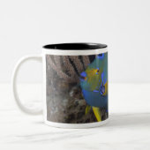 女王のAngelfish (Holacanthusのciliaris)の水泳 ツートーンマグカップ (左)