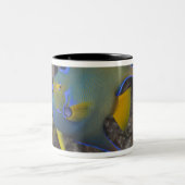 女王のAngelfish (Holacanthusのciliaris)の水泳 ツートーンマグカップ (中央)